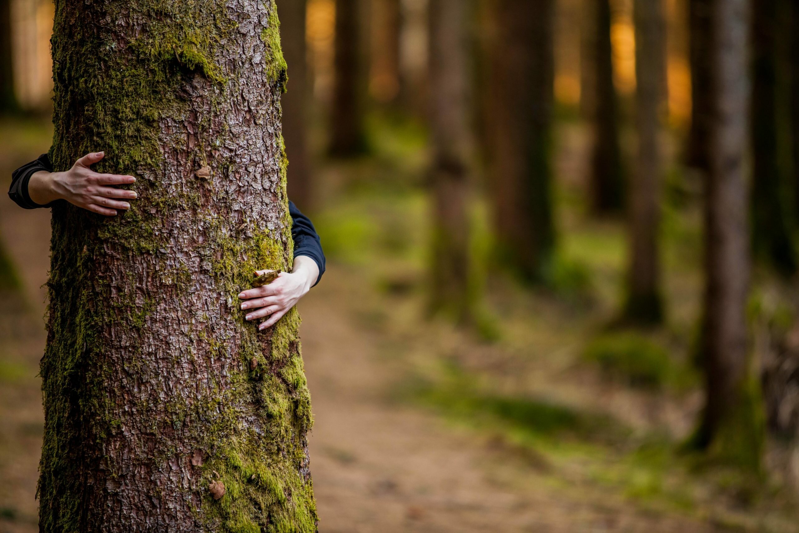 person hugging tree in lush wooded area