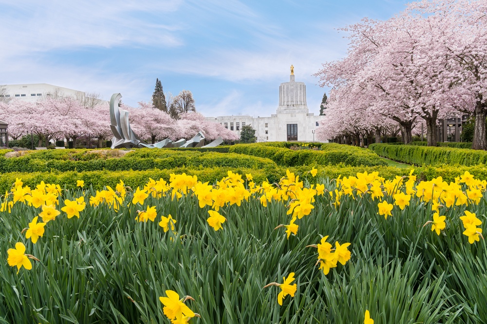 Flowers blooming and pink blossom trees in the background with a large building as well