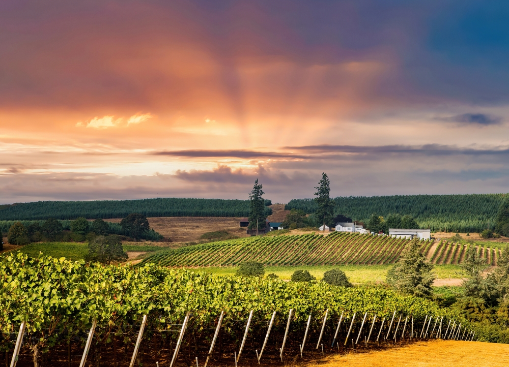 Vineyard in Oregon during a sunset