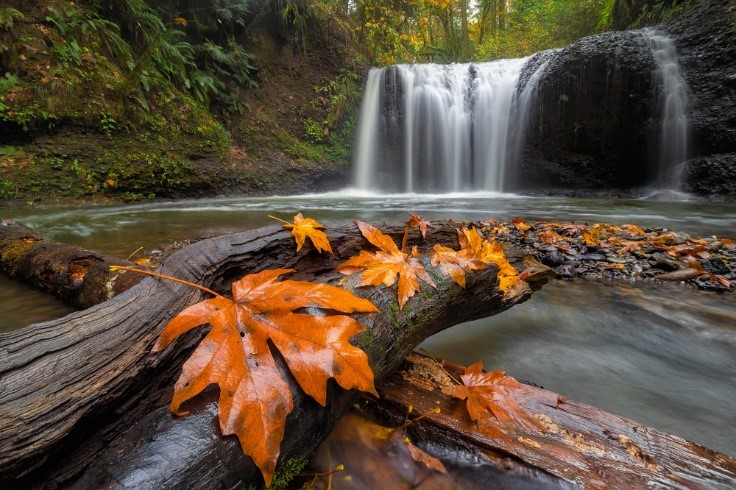leaves on logs with waterfall in Oregon