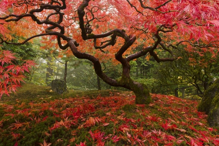 japanese garden in Oregon