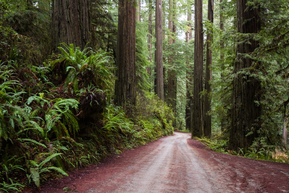 Dirt road with large trees