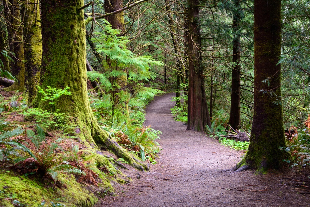 Hiking trail surrounded by trees with moss covering trees.